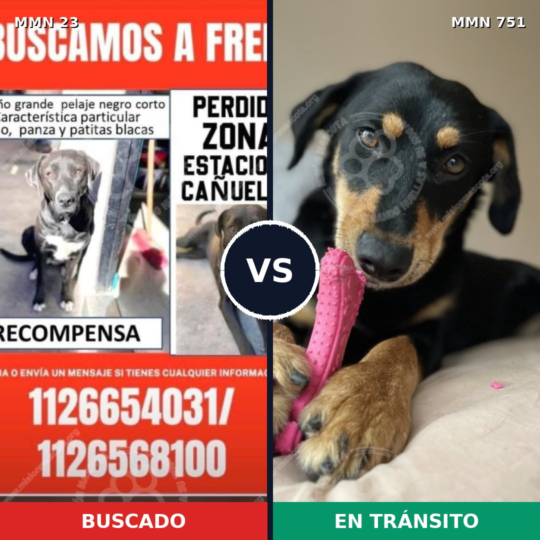 Comparativa MMS 11802: mascota perdida y mascota encontrada, 39% de similitud