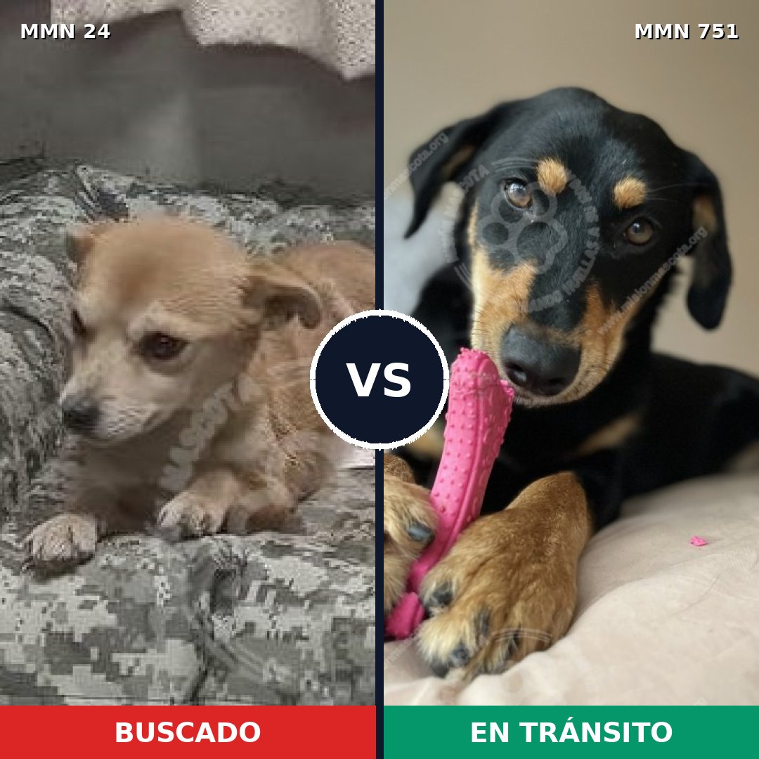 Comparativa MMS 11803: mascota perdida y mascota encontrada, 32% de similitud