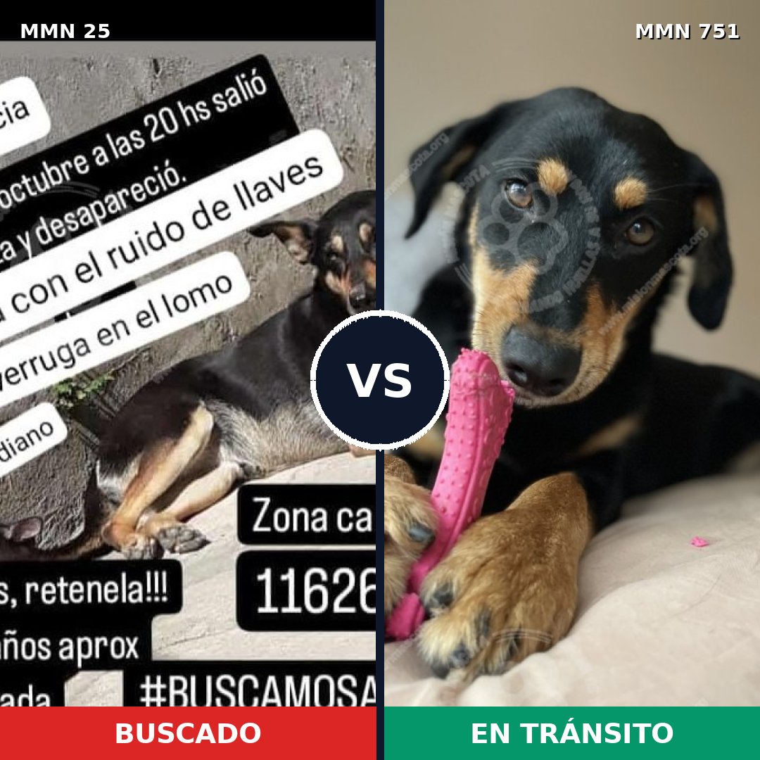 Comparativa MMS 11804: mascota perdida y mascota encontrada, 59% de similitud