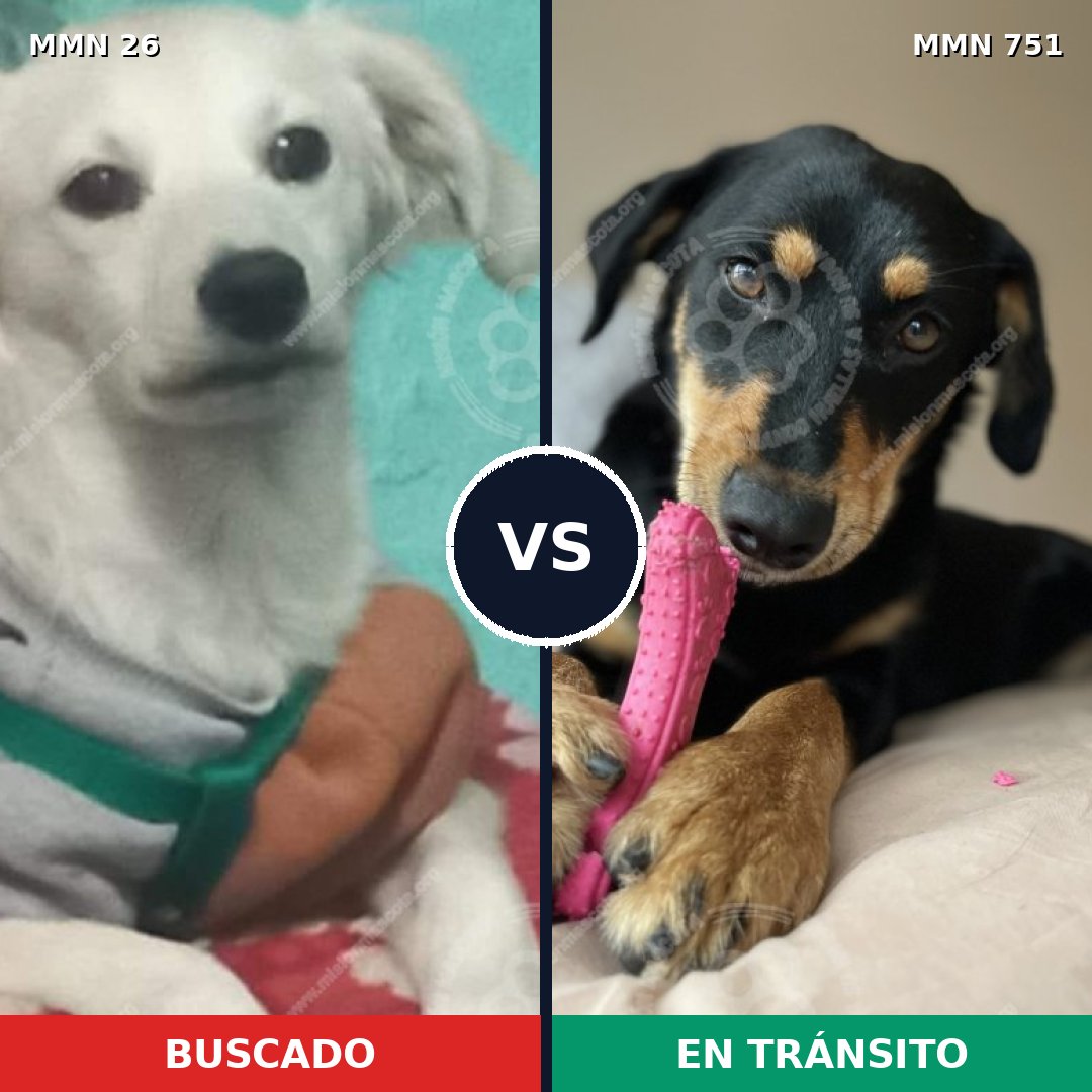 Comparativa MMS 11805: mascota perdida y mascota encontrada, 7% de similitud