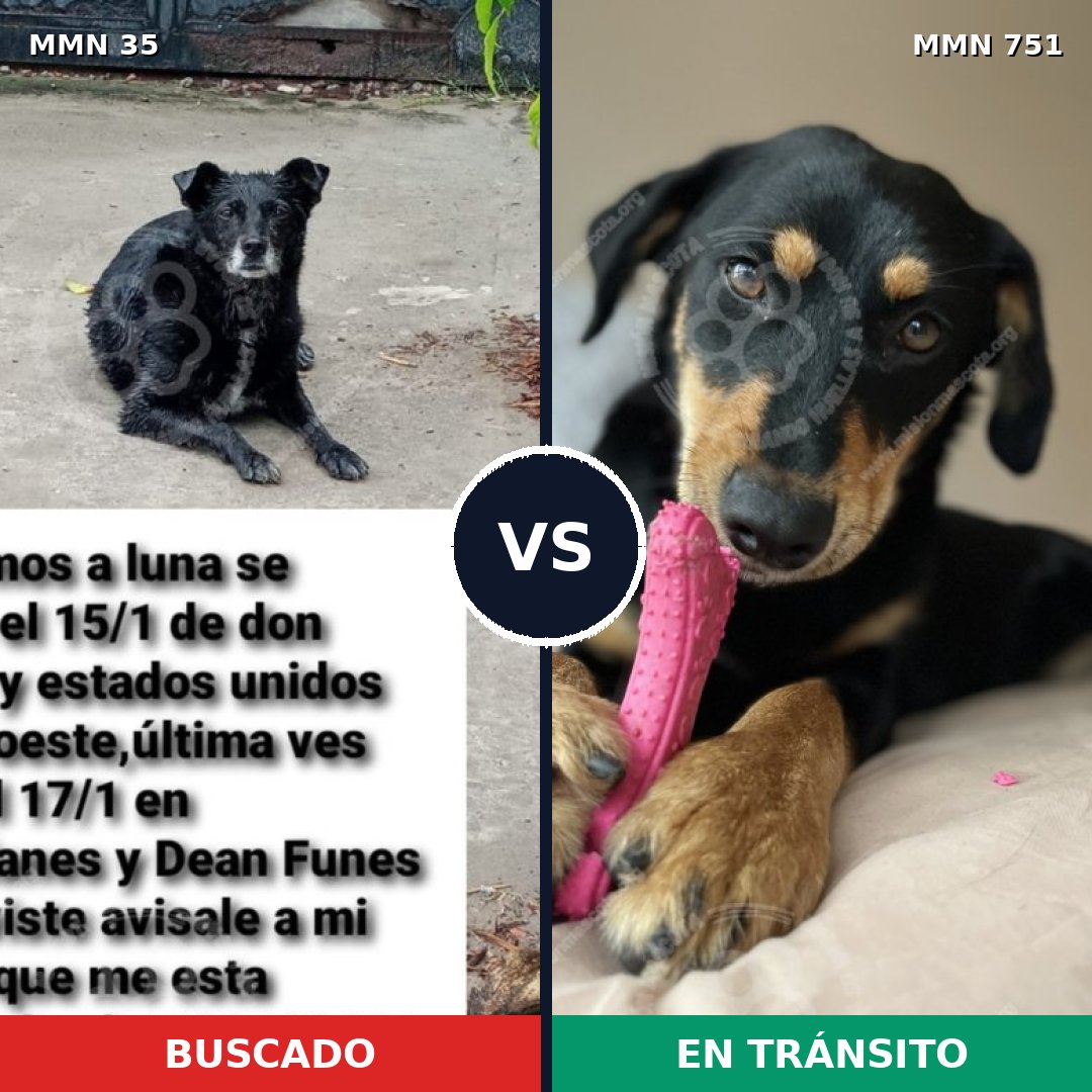 Comparativa MMS 11806: mascota perdida y mascota encontrada, 41% de similitud