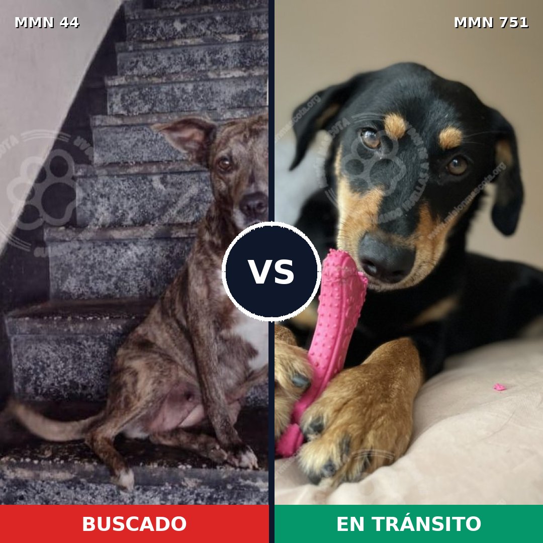 Comparativa MMS 11807: mascota perdida y mascota encontrada, 34% de similitud