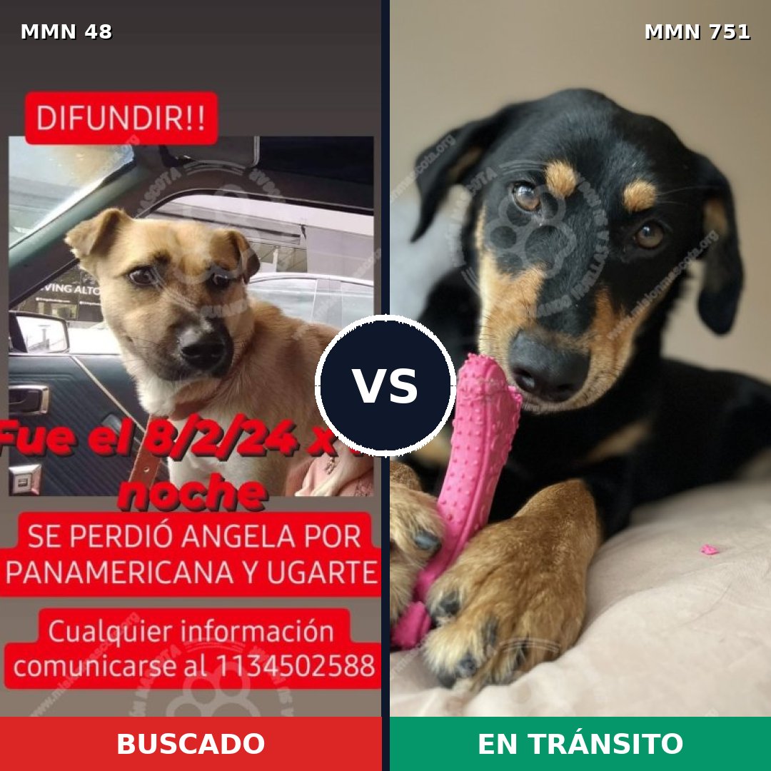 Comparativa MMS 11808: mascota perdida y mascota encontrada, 46% de similitud