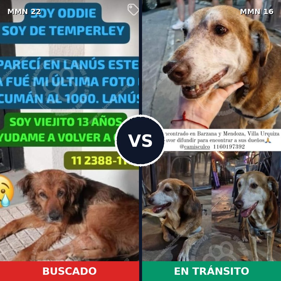 Comparativa MMS 1181: mascota perdida y mascota encontrada, 72% de similitud