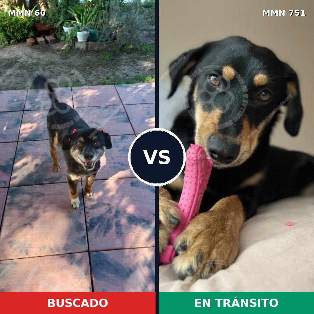 Comparativa MMS 11810: mascota perdida y mascota encontrada, 56% de similitud