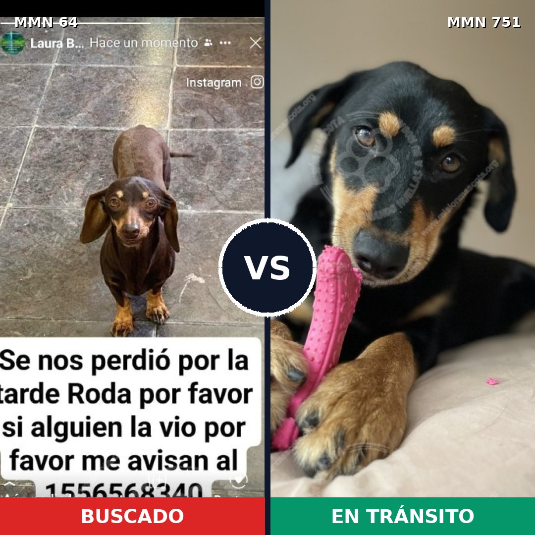 Comparativa MMS 11811: mascota perdida y mascota encontrada, 35% de similitud