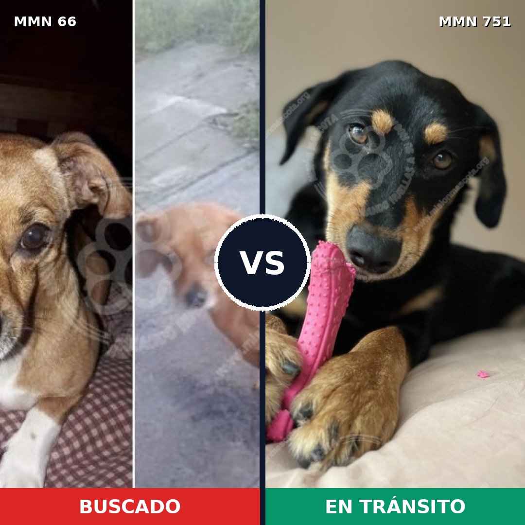 Comparativa MMS 11812: mascota perdida y mascota encontrada, 21% de similitud