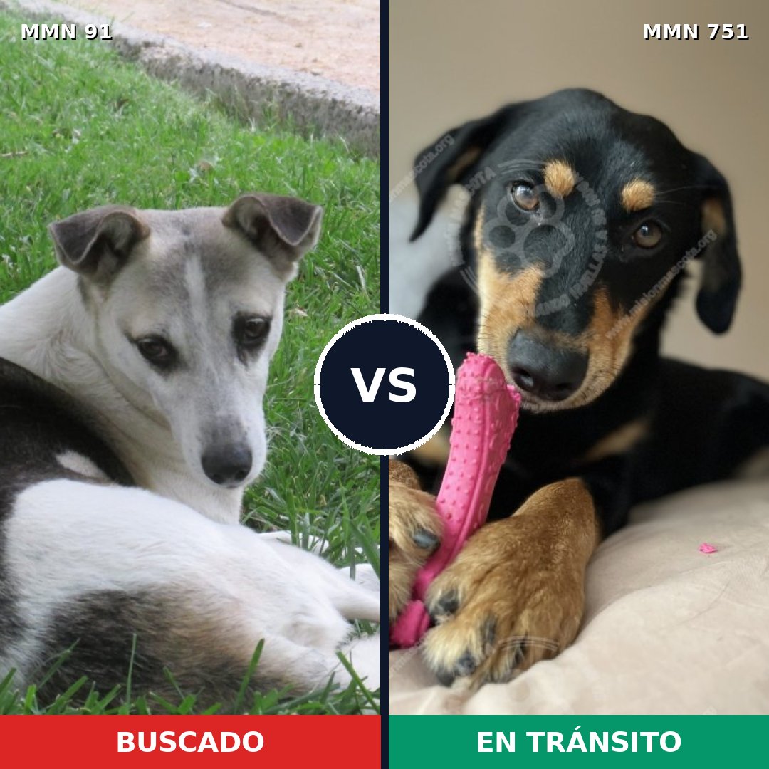 Comparativa MMS 11814: mascota perdida y mascota encontrada, 46% de similitud