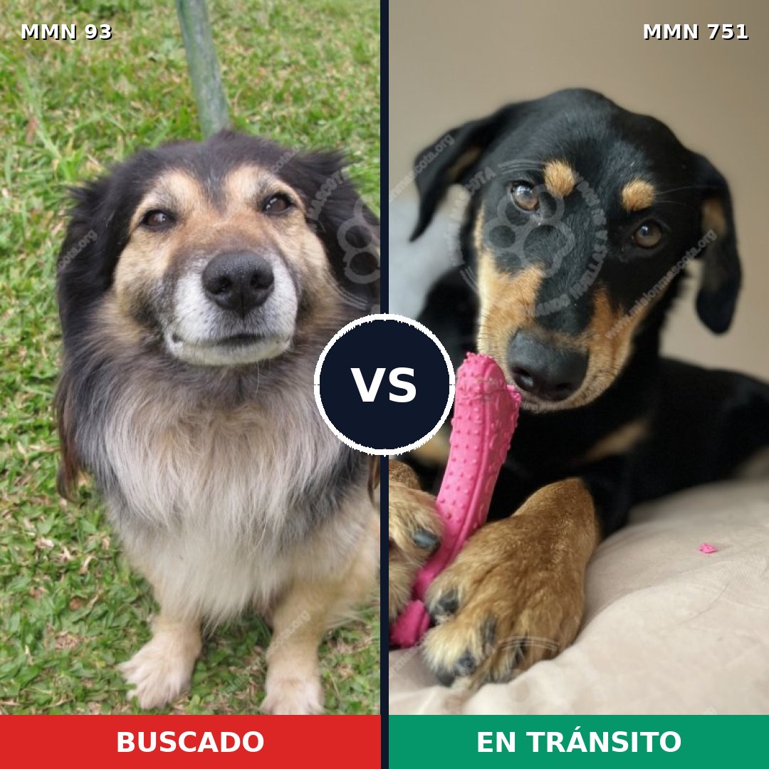 Comparativa MMS 11815: mascota perdida y mascota encontrada, 73% de similitud