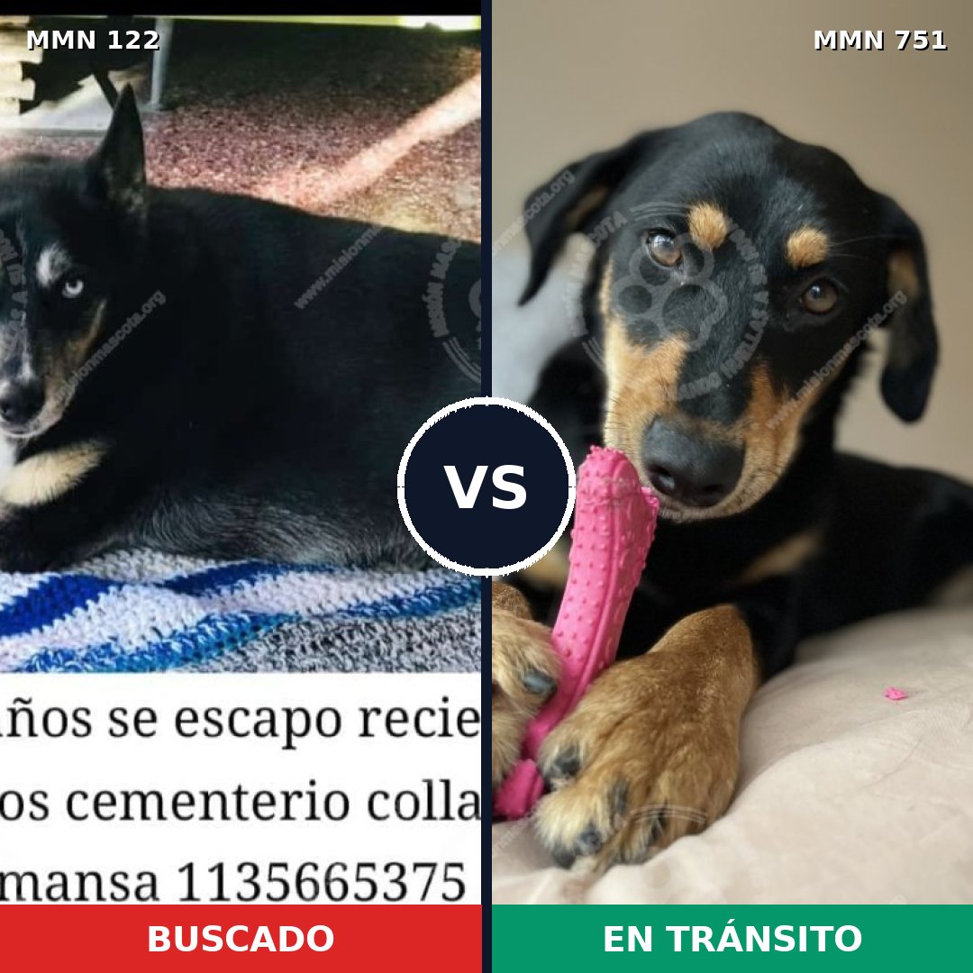Comparativa MMS 11816: mascota perdida y mascota encontrada, 57% de similitud