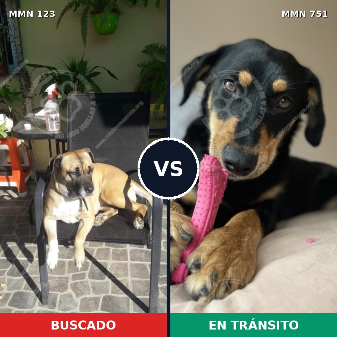 Comparativa MMS 11817: mascota perdida y mascota encontrada, 6% de similitud