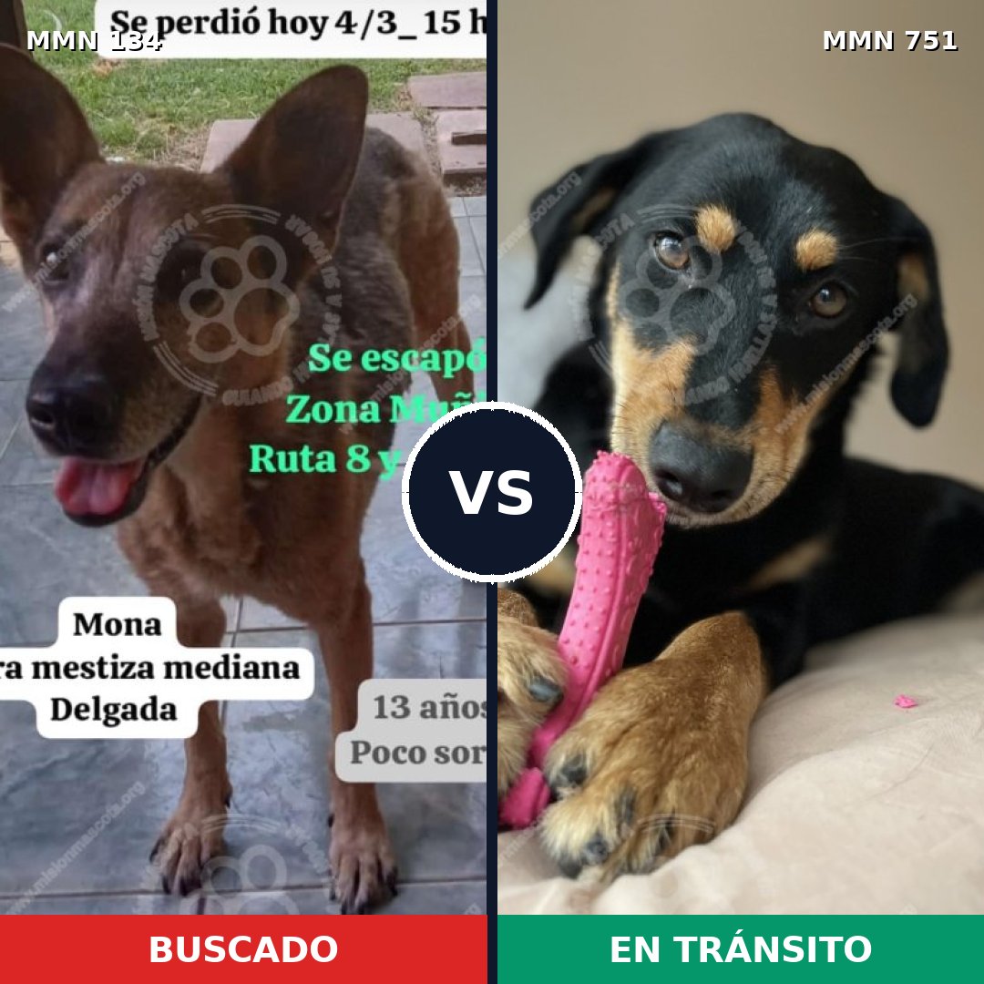 Comparativa MMS 11818: mascota perdida y mascota encontrada, 72% de similitud