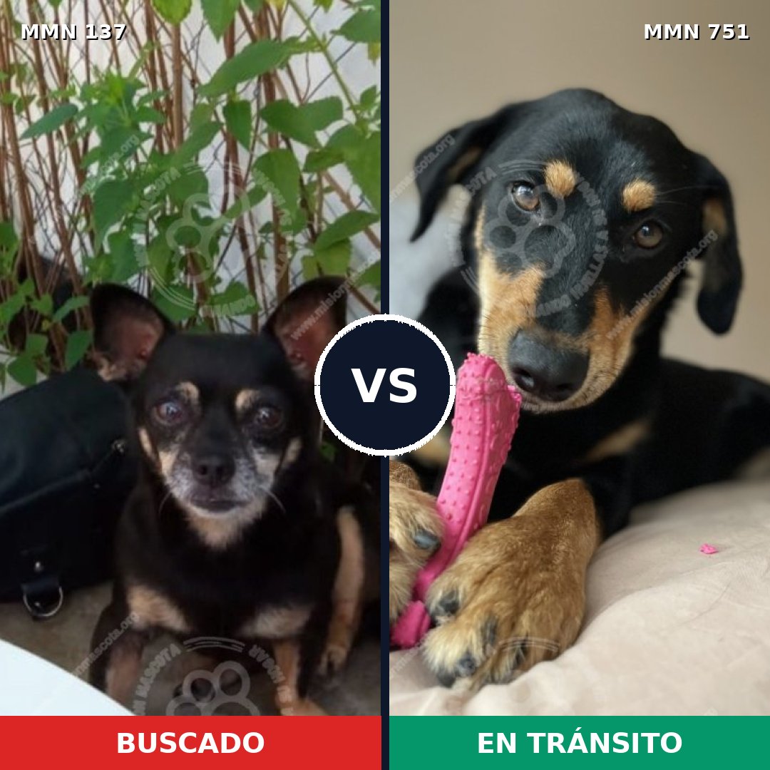 Comparativa MMS 11819: mascota perdida y mascota encontrada, 21% de similitud