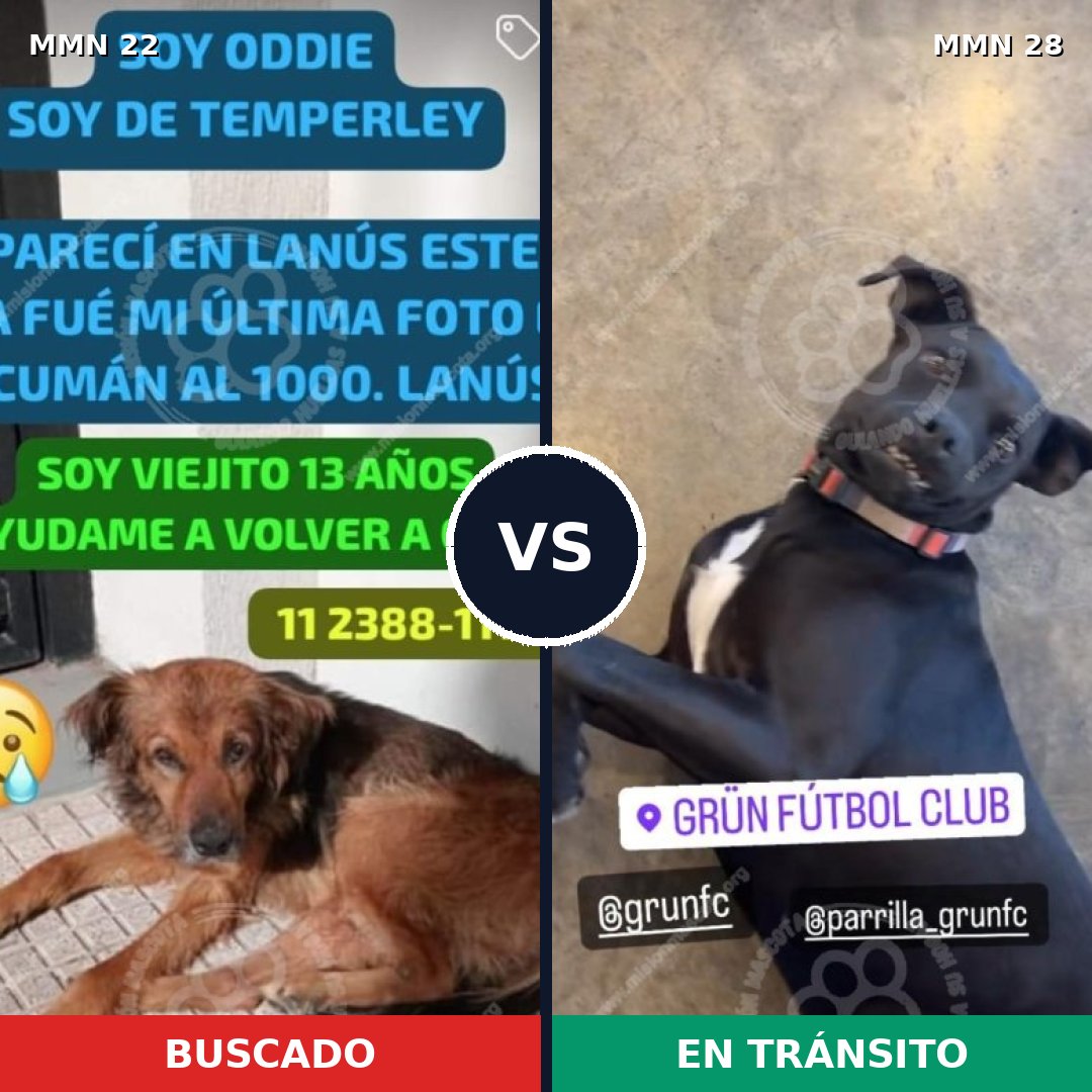 Comparativa MMS 1182: mascota perdida y mascota encontrada, 75% de similitud