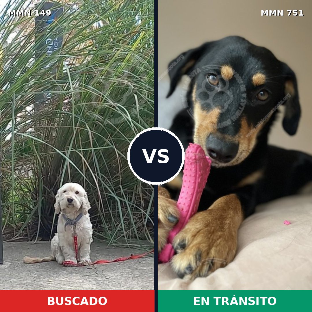 Comparativa MMS 11820: mascota perdida y mascota encontrada, 46% de similitud