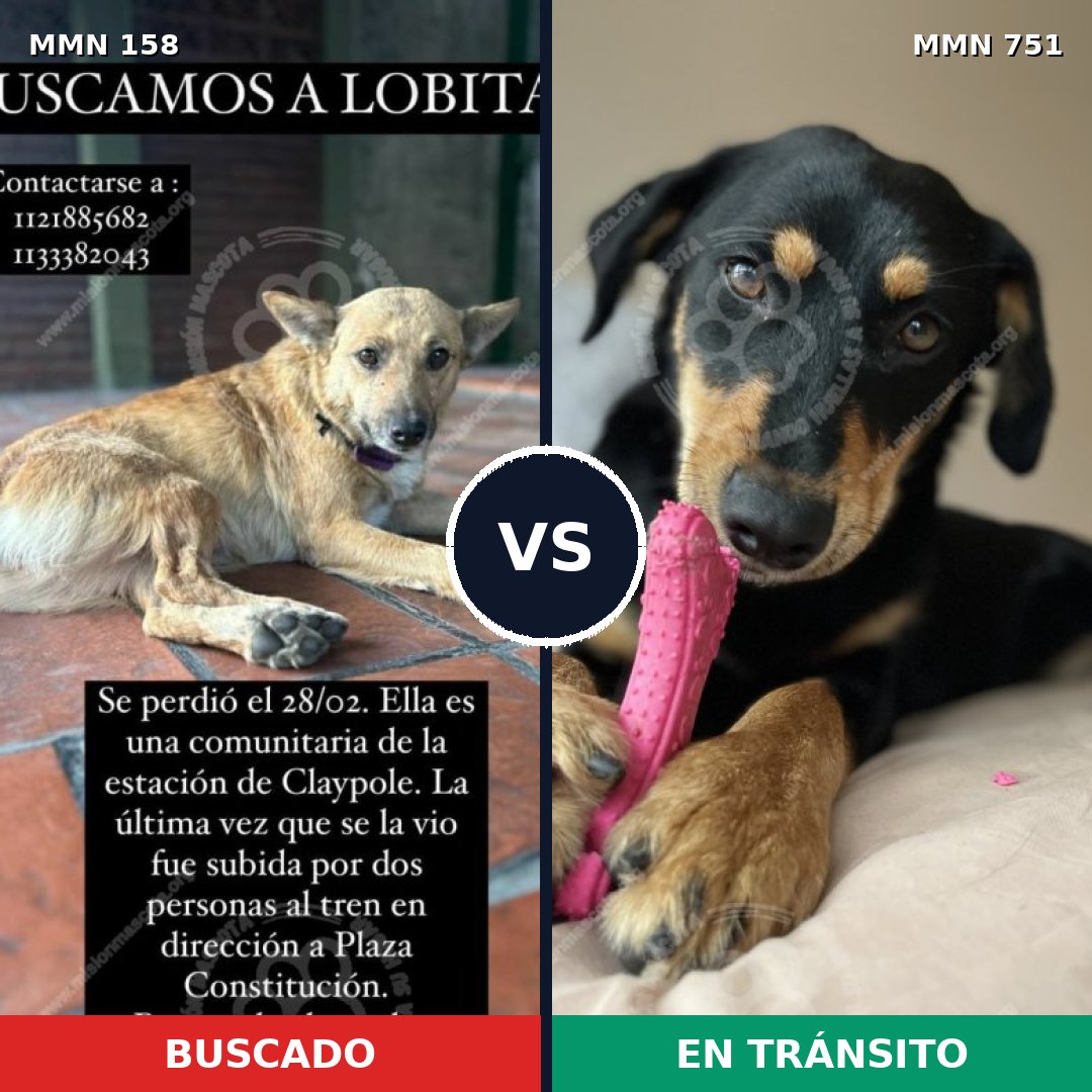 Comparativa MMS 11821: mascota perdida y mascota encontrada, 46% de similitud