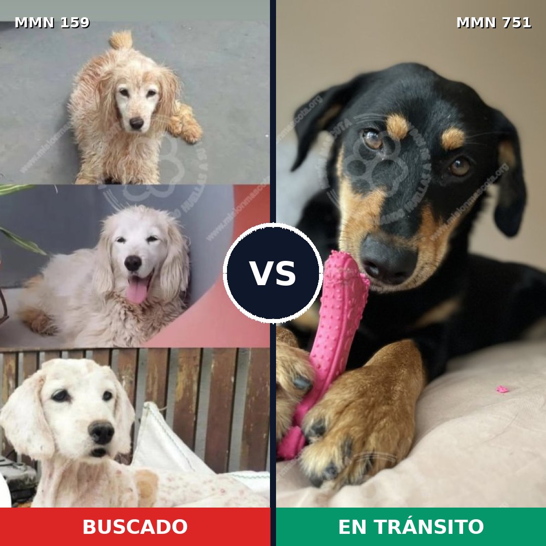 Comparativa MMS 11822: mascota perdida y mascota encontrada, 45% de similitud
