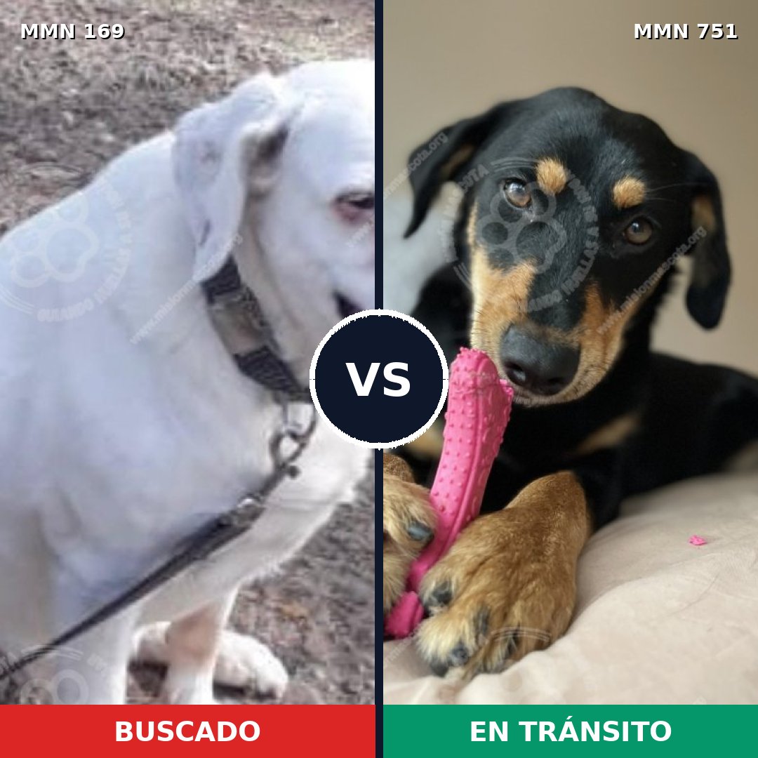 Comparativa MMS 11824: mascota perdida y mascota encontrada, 14% de similitud