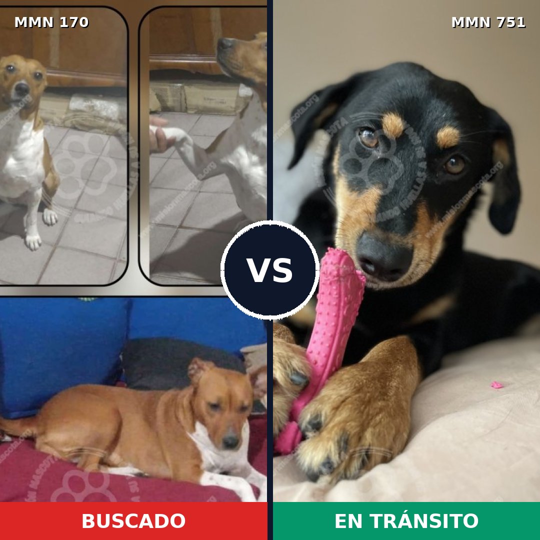 Comparativa MMS 11825: mascota perdida y mascota encontrada, 63% de similitud