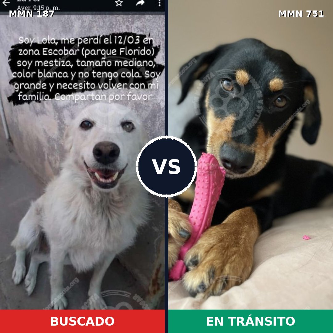 Comparativa MMS 11826: mascota perdida y mascota encontrada, 7% de similitud