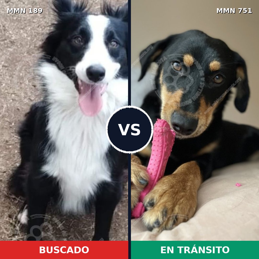 Comparativa MMS 11827: mascota perdida y mascota encontrada, 61% de similitud