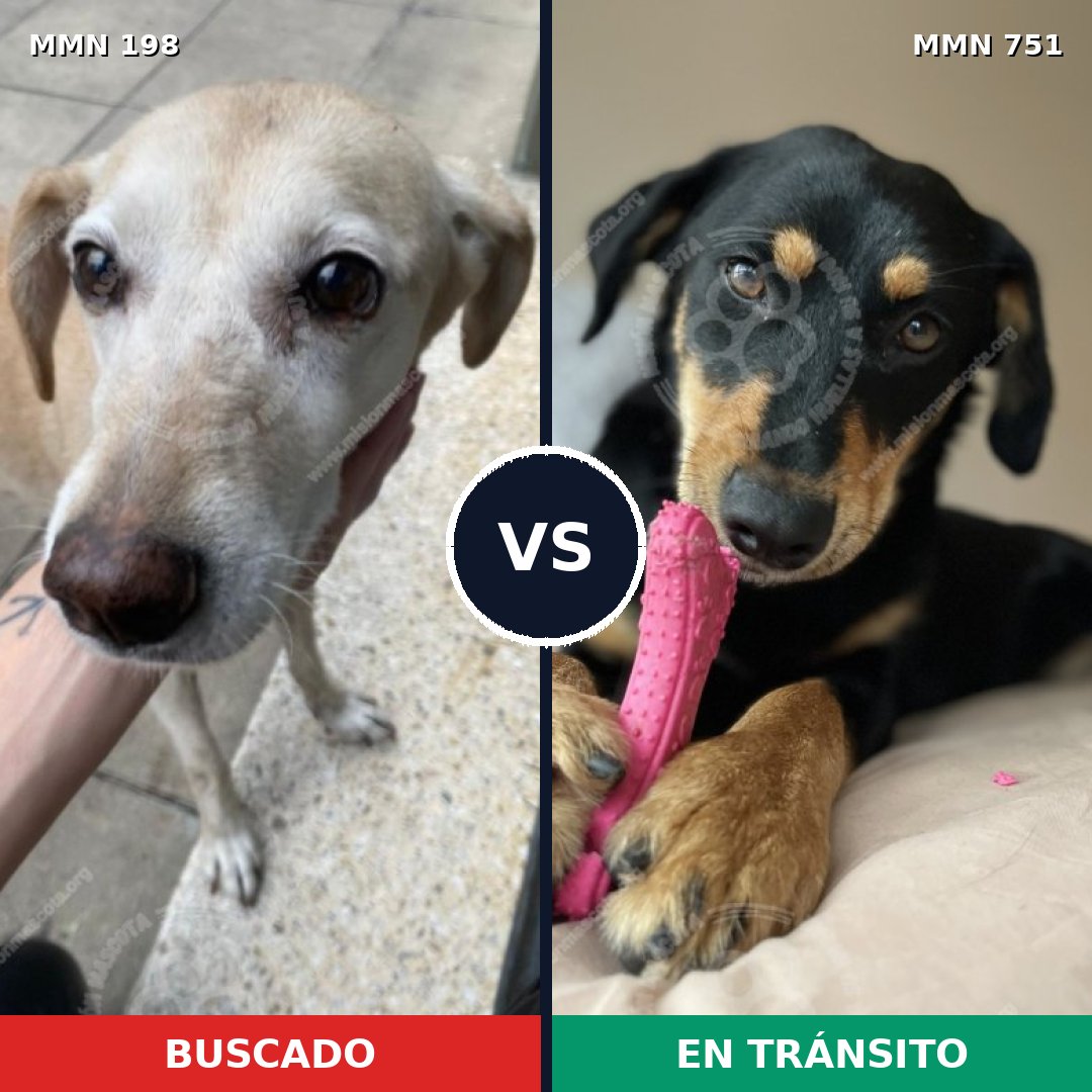 Comparativa MMS 11828: mascota perdida y mascota encontrada, 49% de similitud