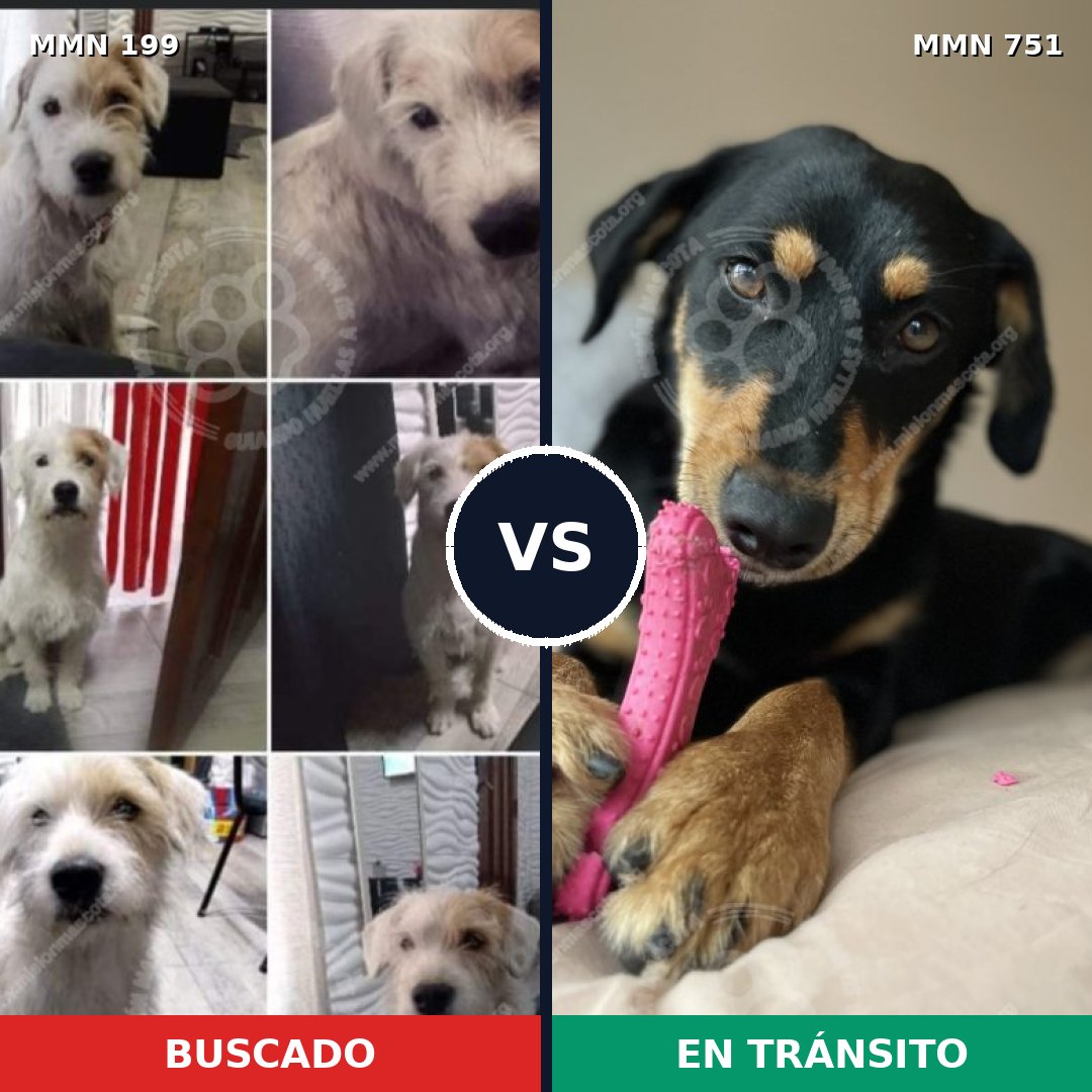 Comparativa MMS 11829: mascota perdida y mascota encontrada, 47% de similitud