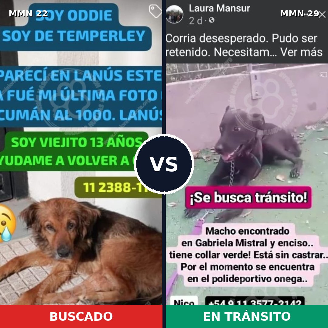 Comparativa MMS 1183: mascota perdida y mascota encontrada, 62% de similitud