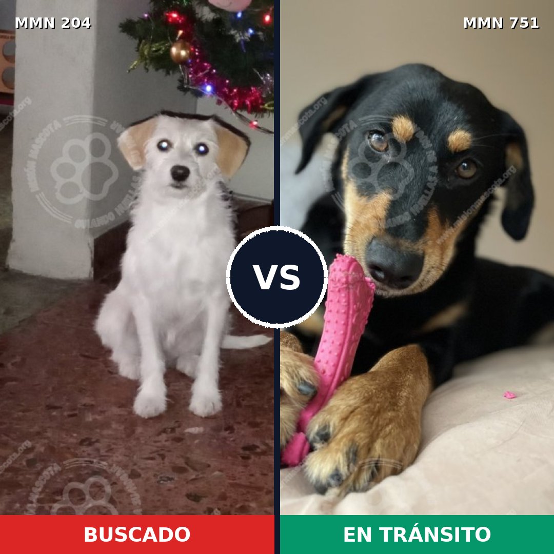 Comparativa MMS 11830: mascota perdida y mascota encontrada, 61% de similitud