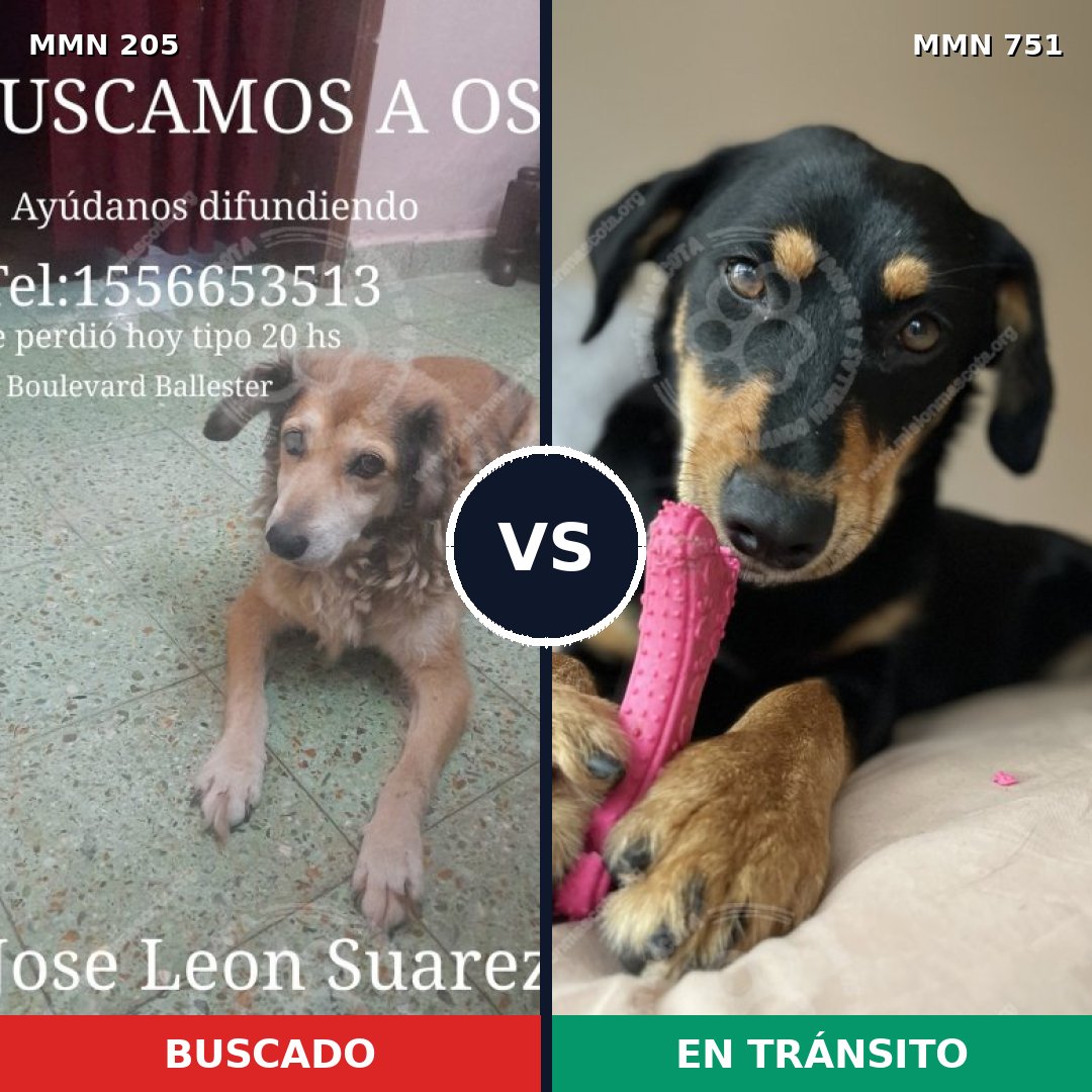 Comparativa MMS 11831: mascota perdida y mascota encontrada, 60% de similitud