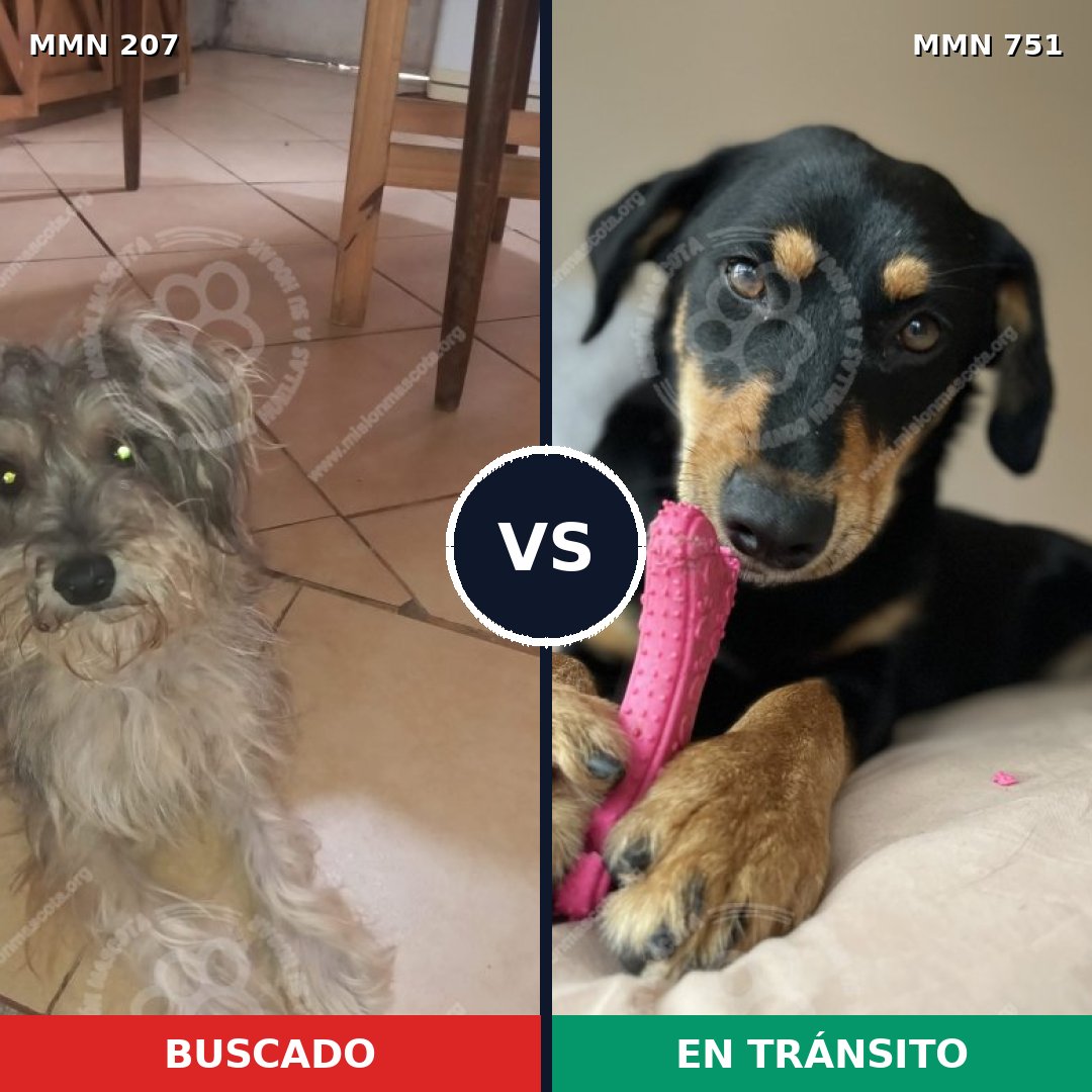 Comparativa MMS 11832: mascota perdida y mascota encontrada, 6% de similitud