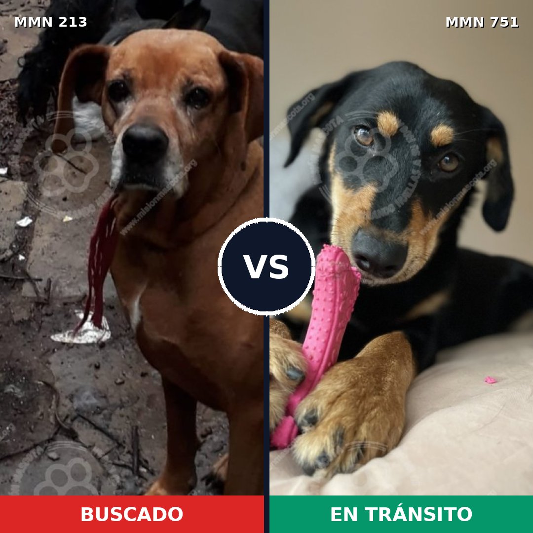 Comparativa MMS 11833: mascota perdida y mascota encontrada, 21% de similitud