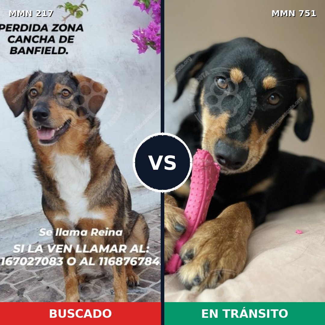 Comparativa MMS 11834: mascota perdida y mascota encontrada, 69% de similitud