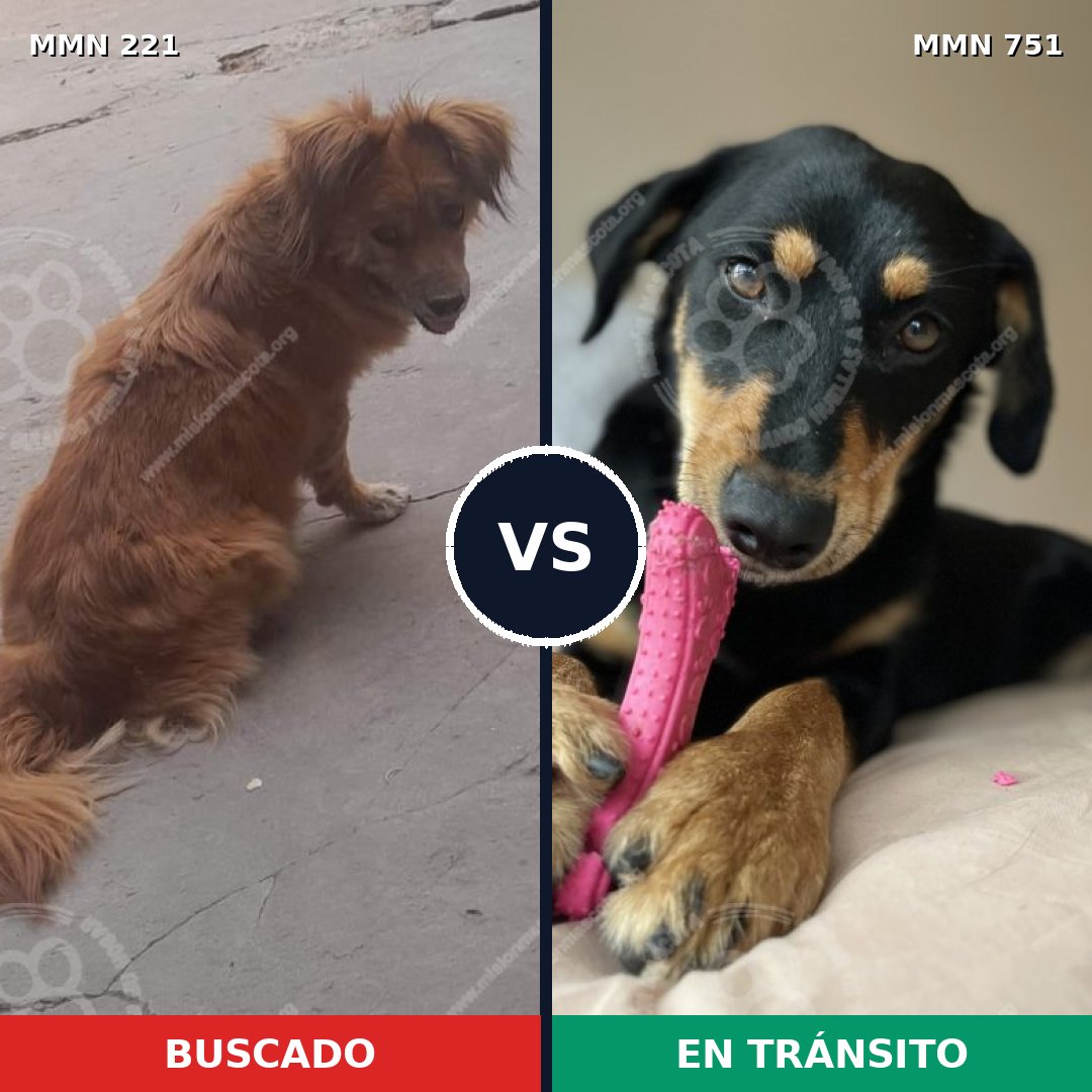 Comparativa MMS 11835: mascota perdida y mascota encontrada, 61% de similitud