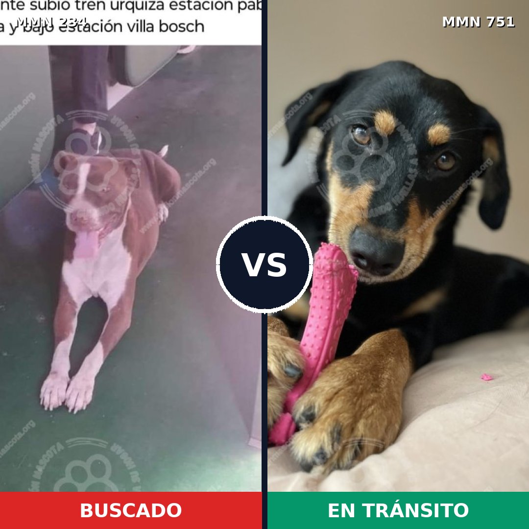 Comparativa MMS 11836: mascota perdida y mascota encontrada, 10% de similitud