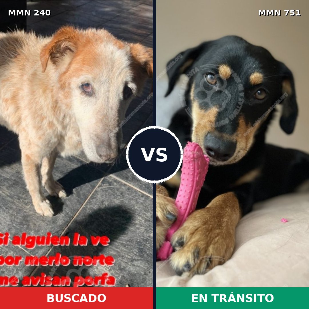 Comparativa MMS 11837: mascota perdida y mascota encontrada, 45% de similitud