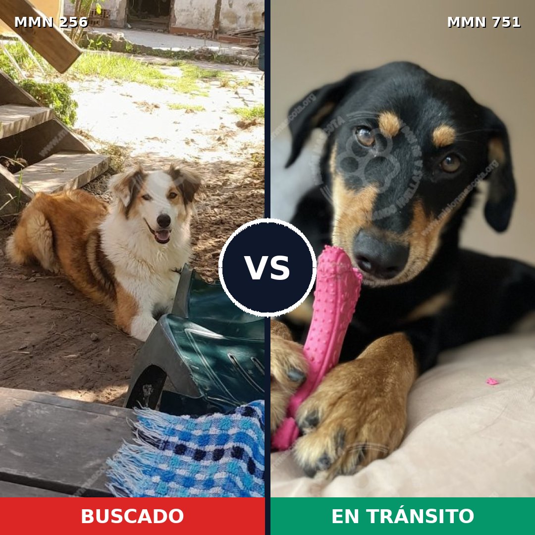 Comparativa MMS 11838: mascota perdida y mascota encontrada, 61% de similitud