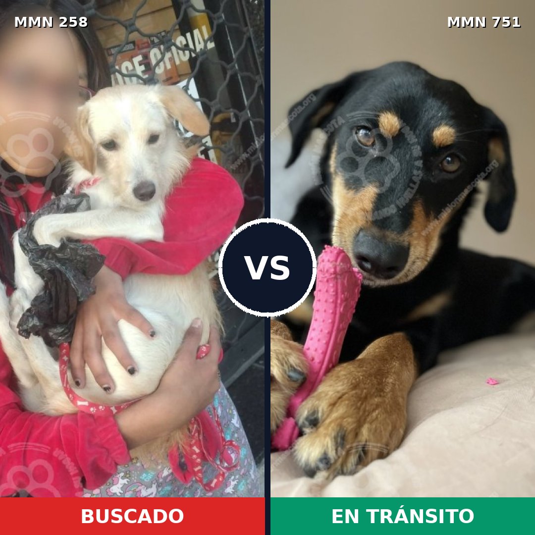 Comparativa MMS 11839: mascota perdida y mascota encontrada, 8% de similitud