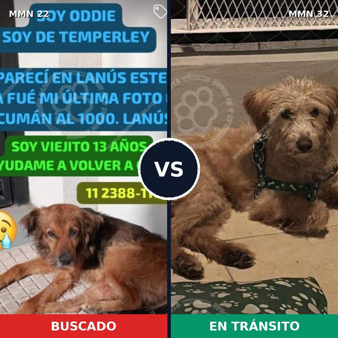 Comparativa MMS 1184: mascota perdida y mascota encontrada, 72% de similitud