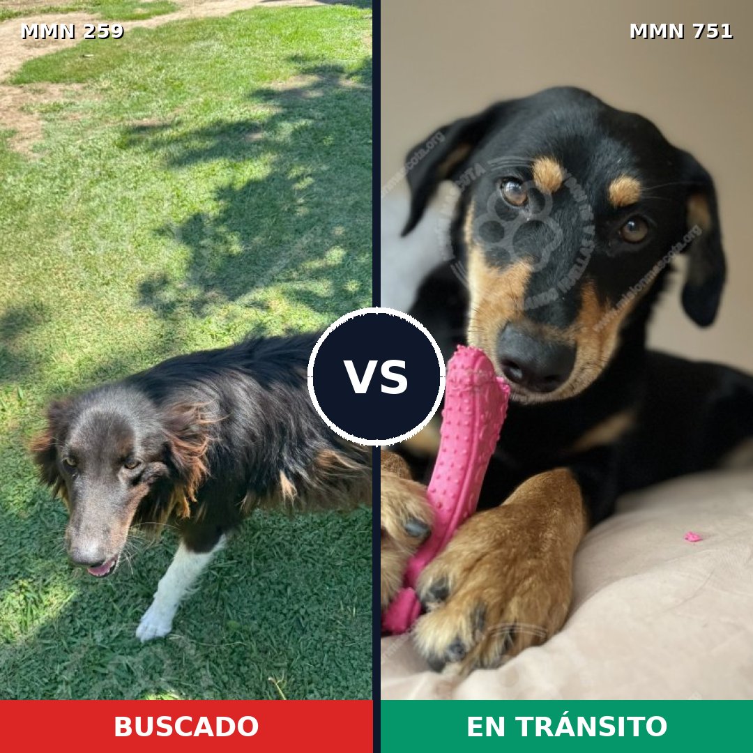 Comparativa MMS 11840: mascota perdida y mascota encontrada, 56% de similitud