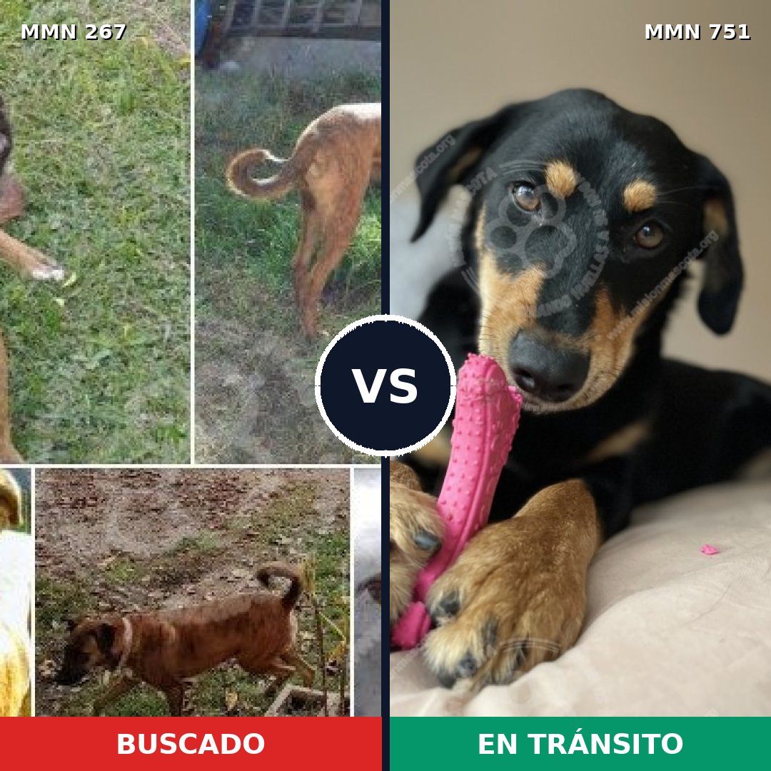 Comparativa MMS 11841: mascota perdida y mascota encontrada, 72% de similitud