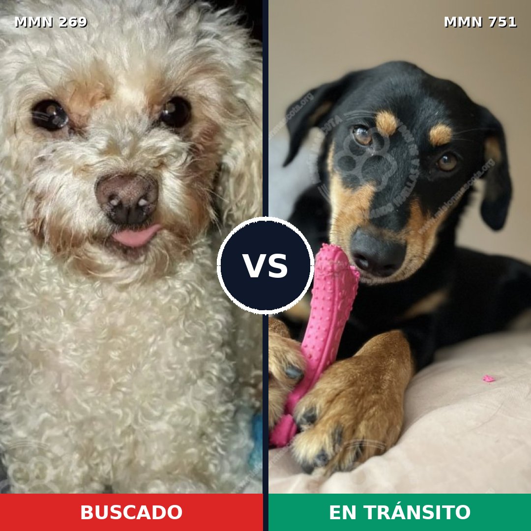 Comparativa MMS 11842: mascota perdida y mascota encontrada, 22% de similitud