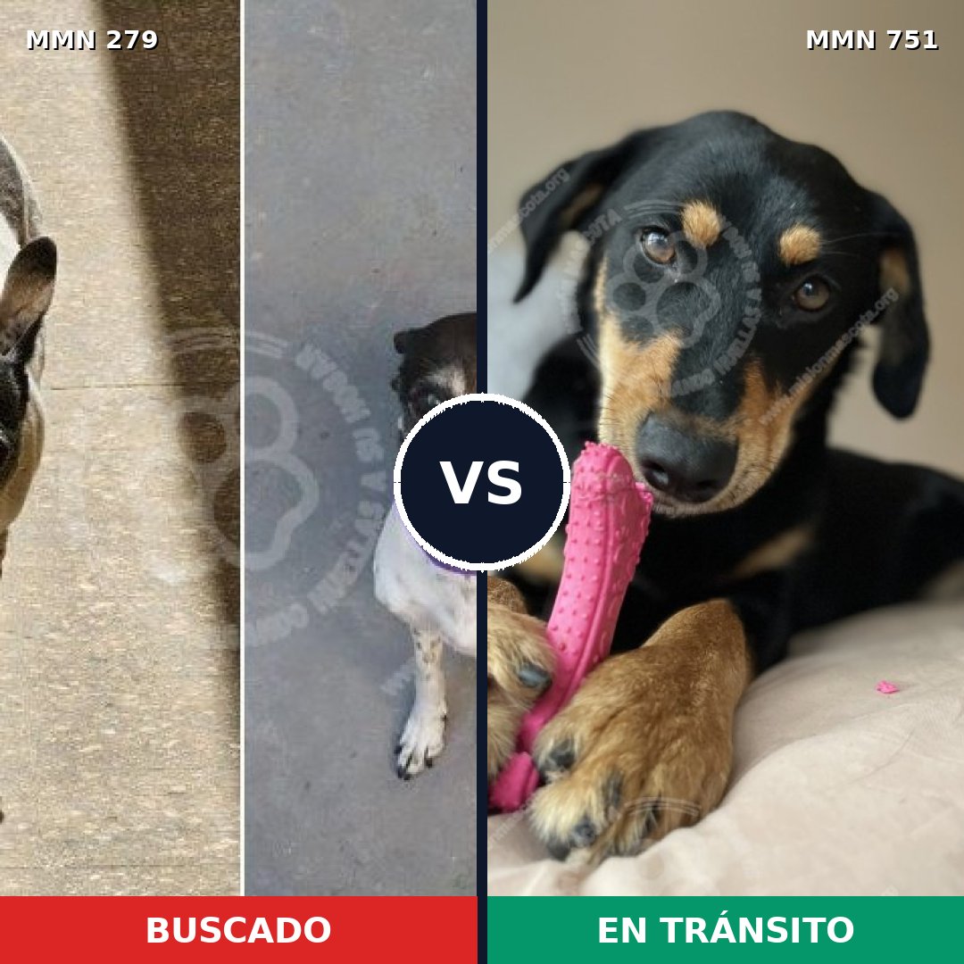 Comparativa MMS 11843: mascota perdida y mascota encontrada, 63% de similitud