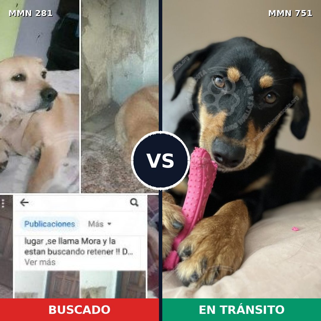 Comparativa MMS 11844: mascota perdida y mascota encontrada, 63% de similitud