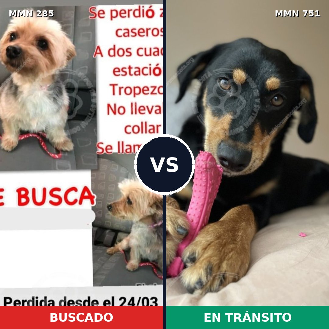 Comparativa MMS 11845: mascota perdida y mascota encontrada, 6% de similitud