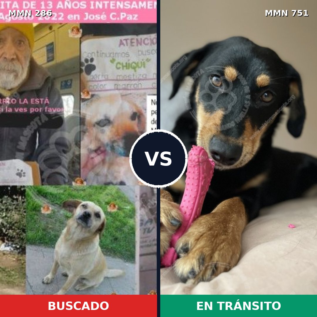 Comparativa MMS 11846: mascota perdida y mascota encontrada, 49% de similitud
