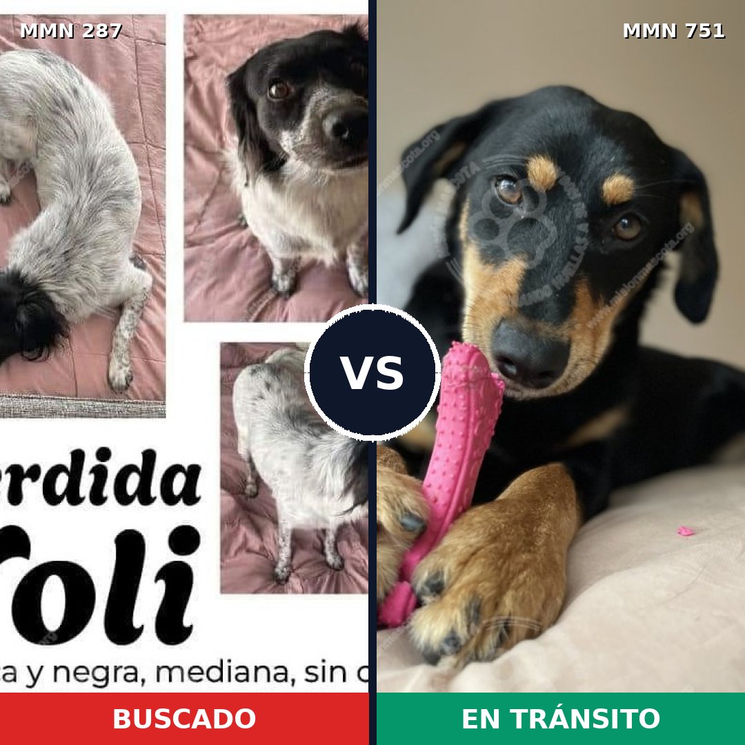 Comparativa MMS 11847: mascota perdida y mascota encontrada, 61% de similitud