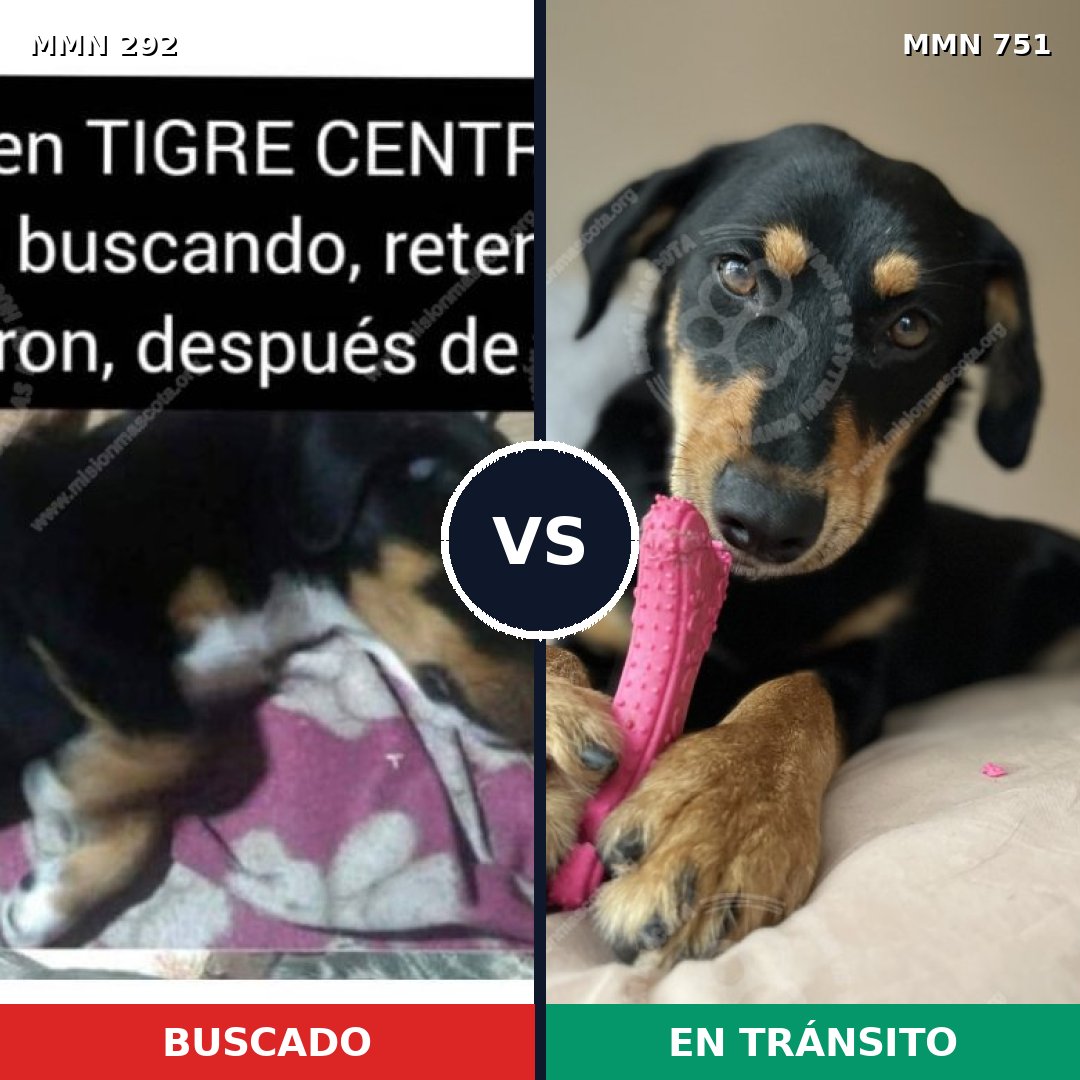 Comparativa MMS 11848: mascota perdida y mascota encontrada, 34% de similitud