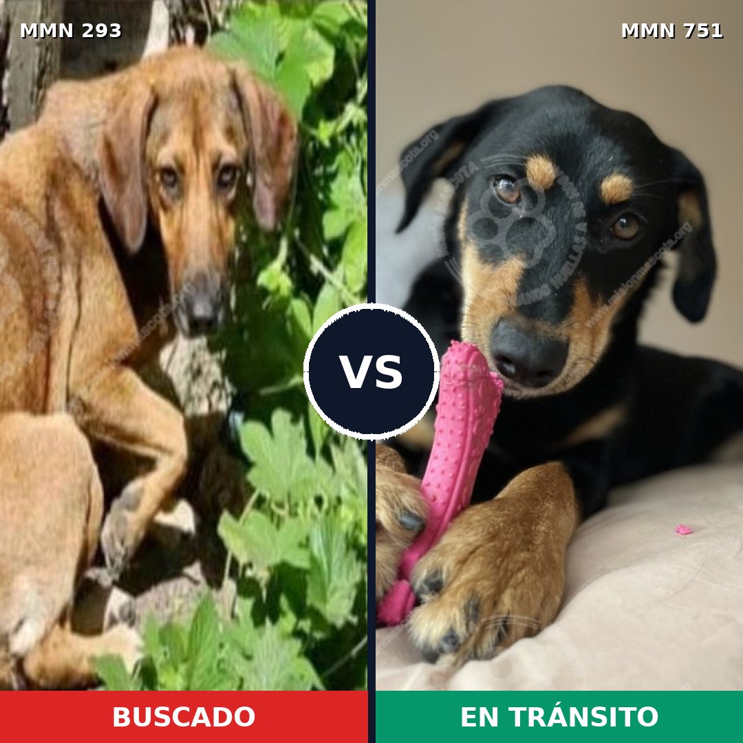 Comparativa MMS 11849: mascota perdida y mascota encontrada, 23% de similitud
