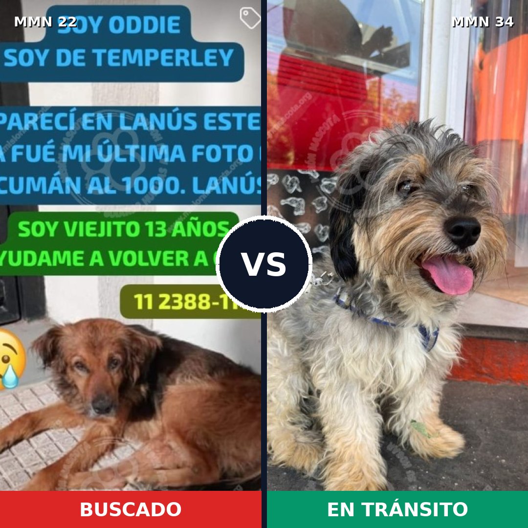 Comparativa MMS 1185: mascota perdida y mascota encontrada, 62% de similitud